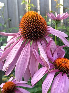 FAQ. echinacea